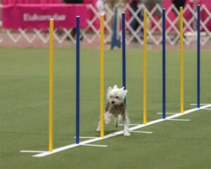 Courtesy American Kennel Club Courses typically include various obstacles to test different aspects of a dog’s physical coordination.