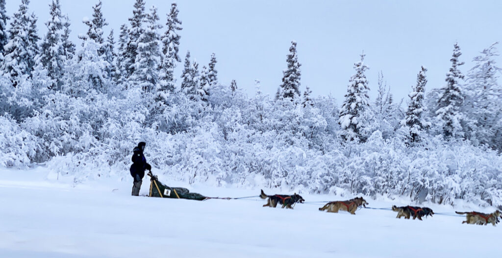 The dogs are racing through the snow