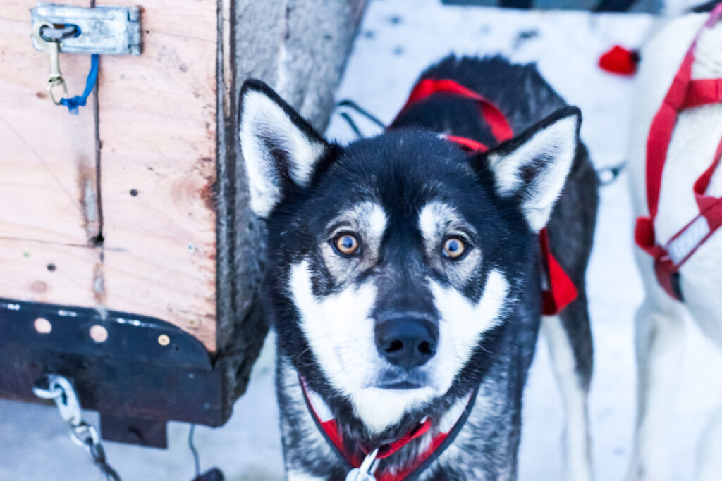 A photo of a sled dog patiently waiting for the great race. Along with its other teammates, this dog will soon be pulling a sled as it travels down the polar climate trails of Alaska’s interior.