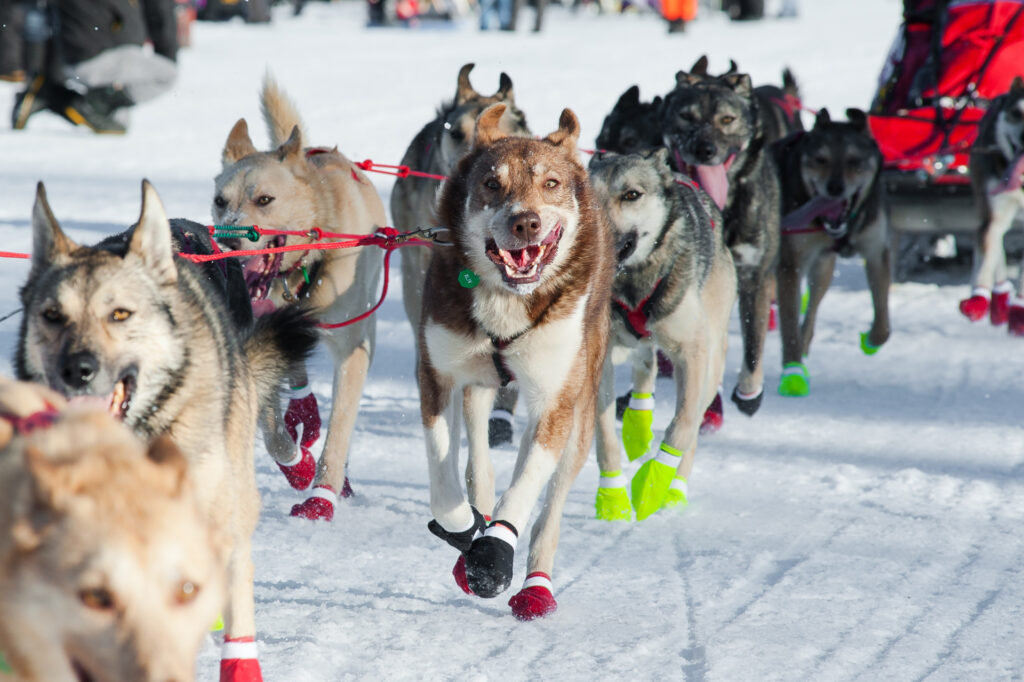 Husky mix sled dogs running in the iditarod sled dog race